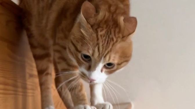 Do you think this cat is angry?