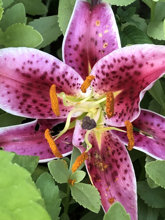 Any of you out there like gardening, what are ur plans for this year, do u plan a fruit or vegetable garden, or do u like flowers?