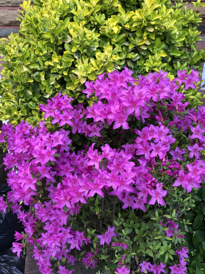 Any of you out there like gardening, what are ur plans for this year, do u plan a fruit or vegetable garden, or do u like flowers?