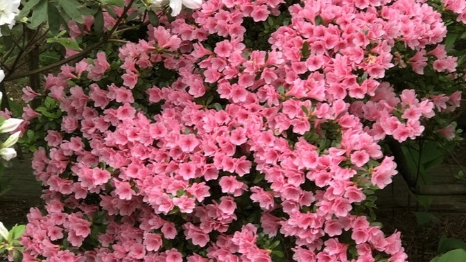 Any of you out there like gardening, what are ur plans for this year, do u plan a fruit or vegetable garden, or do u like flowers?