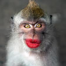 I'd rather kiss the monkey...