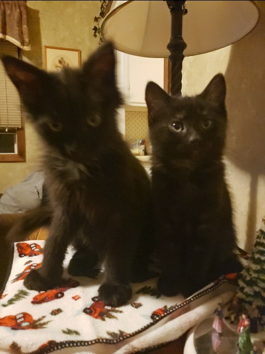 Do you think I chose the right names for my two new kittens ?