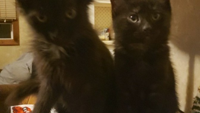 Do you think I chose the right names for my two new kittens ?