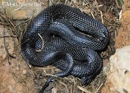 A Common Kingsnake which isn't so common.