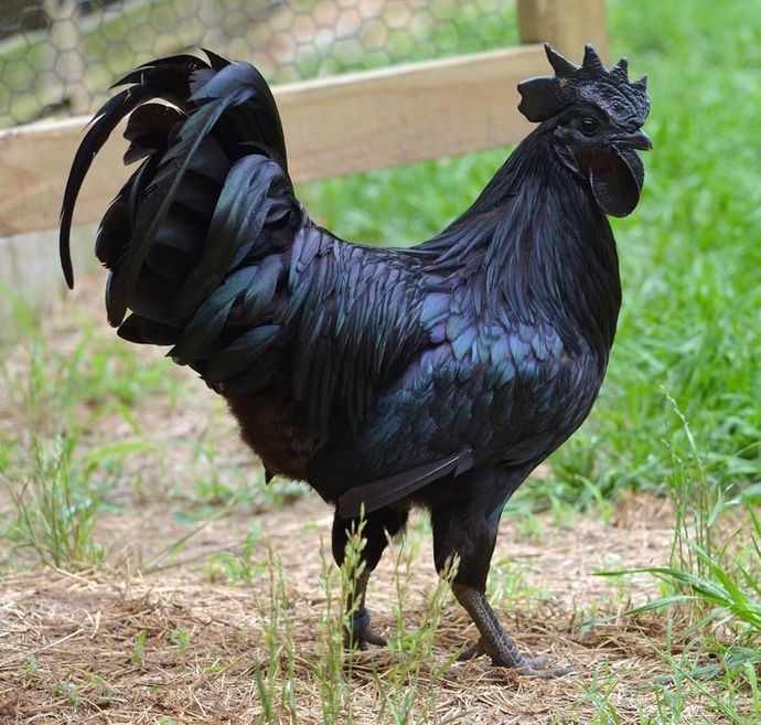 Girls, Do you like big black cock?