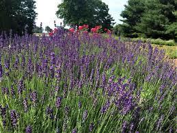 Lot of companies use the odor of lavender in their products these days.