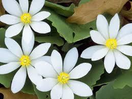 If you could mix humans with one type of plant on a molecular level, what would it be?