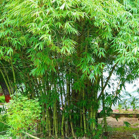 If you could mix humans with one type of plant on a molecular level, what would it be?
