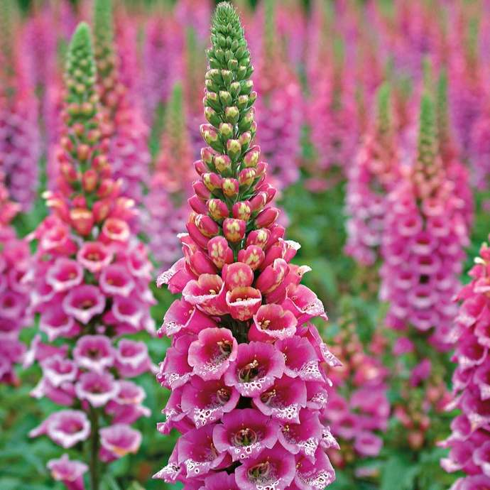 If you could mix humans with one type of plant on a molecular level, what would it be?