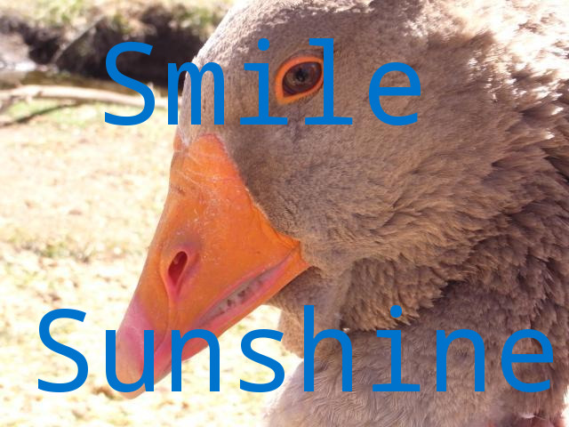 Does the sunshine make you smile?