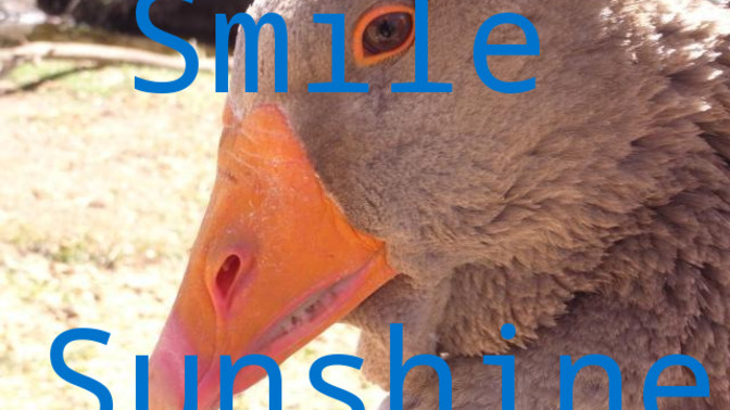 Does the sunshine make you smile?