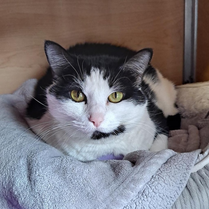 Help me name my new cat? GirlsAskGuys