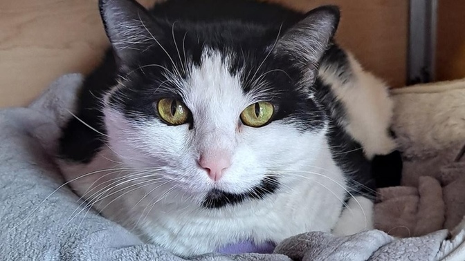 Help me name my new cat?