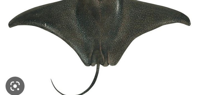 What's your favorite sea animals?
