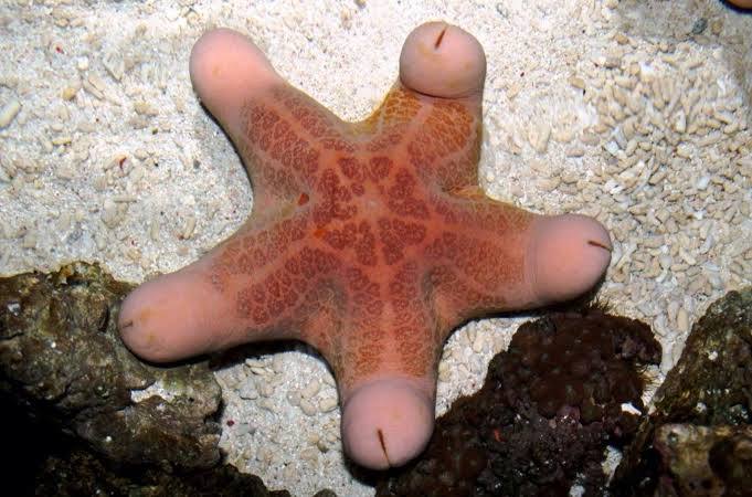 What's your favorite sea animals?
