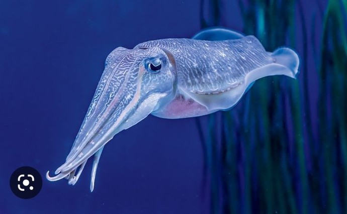 What's your favorite sea animals?