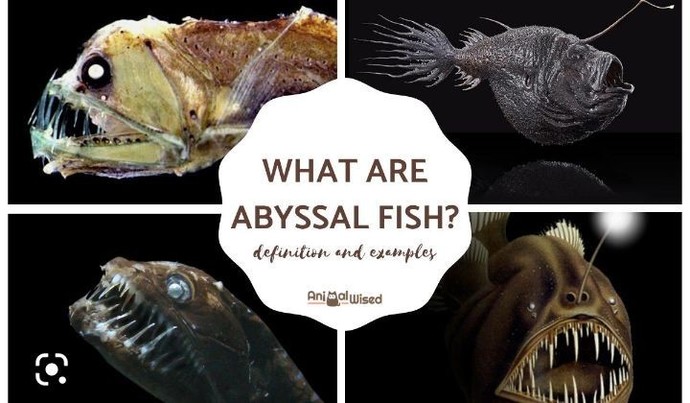 What's your favorite sea animals?