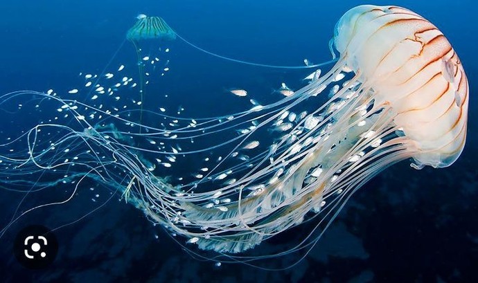 What's your favorite sea animals?