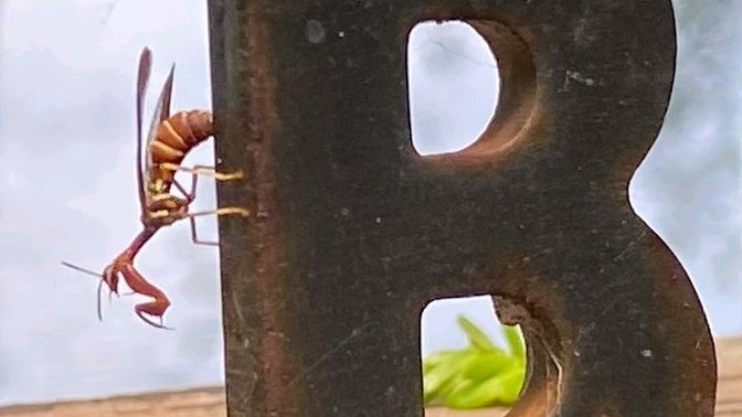 Mantis or wasp or?