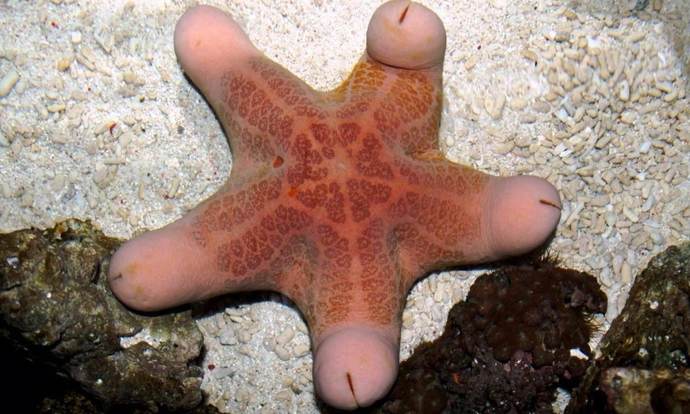 starfish
