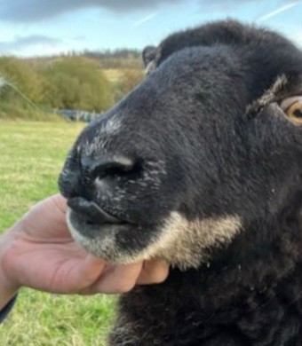 Mint or rosemary with lamb?
