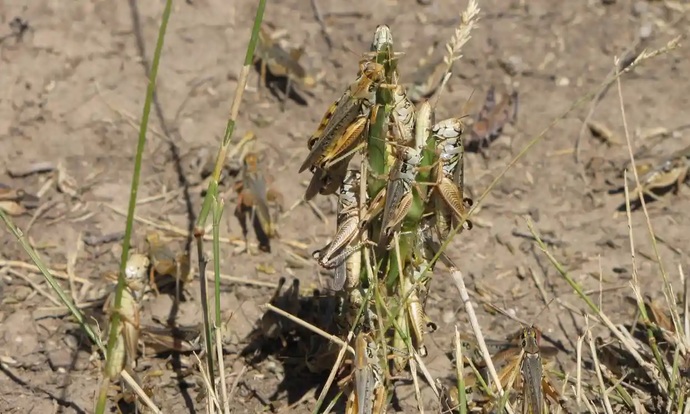 Do you believe that grasshoppers are good luck?
