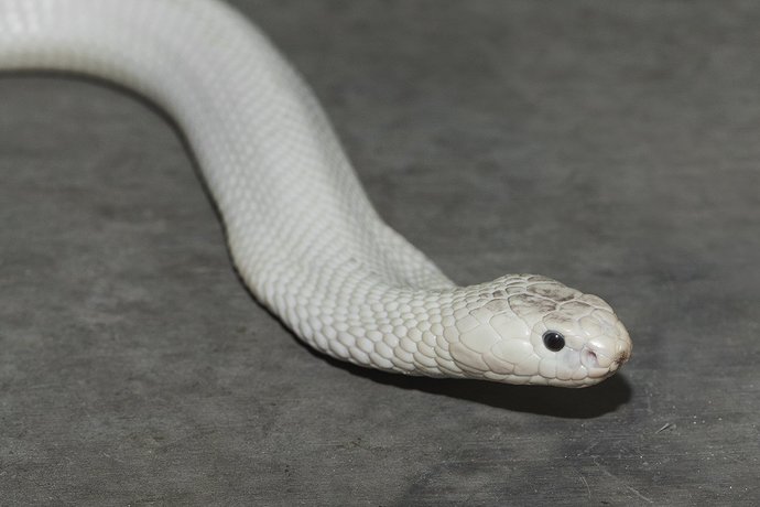 What do you think the story of the band White Snake is? (There are no white snakes in nature unless they are albino or leucistic)?