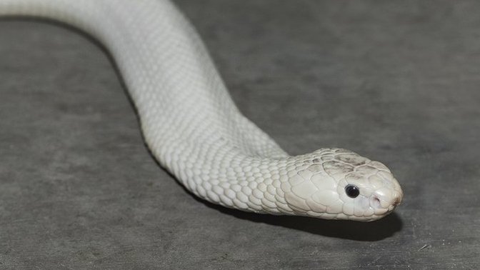 What do you think the story of the band White Snake is? (There are no white snakes in nature unless they are albino or leucistic)?