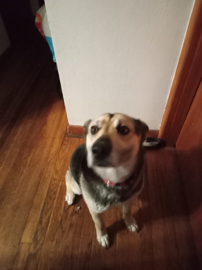 What Dog Breed Is She?