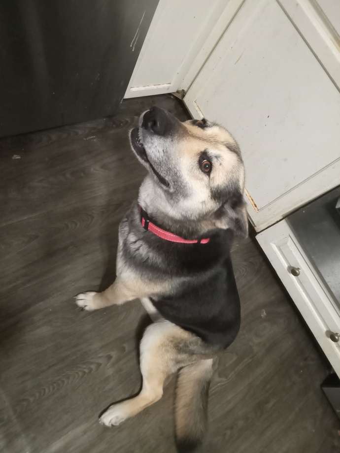 What Dog Breed Is She?