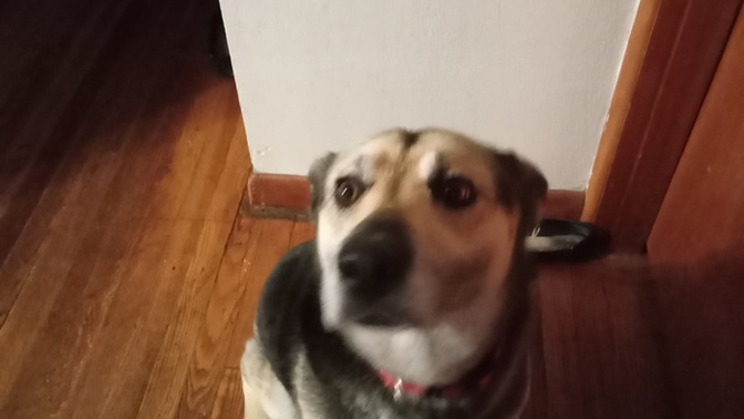 What Dog Breed Is She?