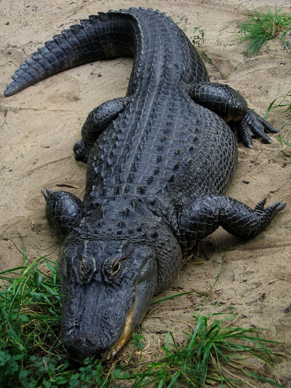 Would you be more intimidated by an Alligator or Florida Man?