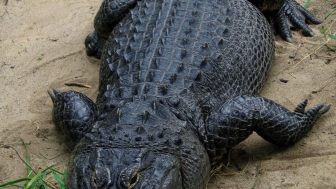 Would you be more intimidated by an Alligator or Florida Man?