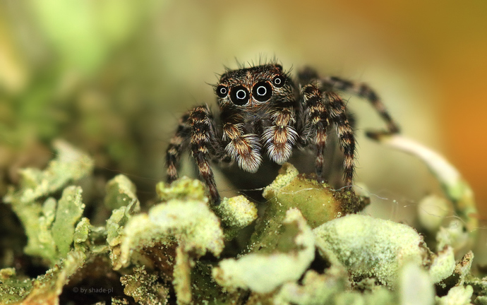 Do you like spiders?