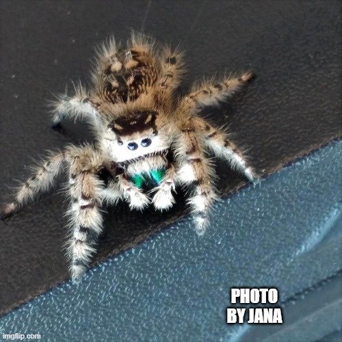 Do you like spiders?