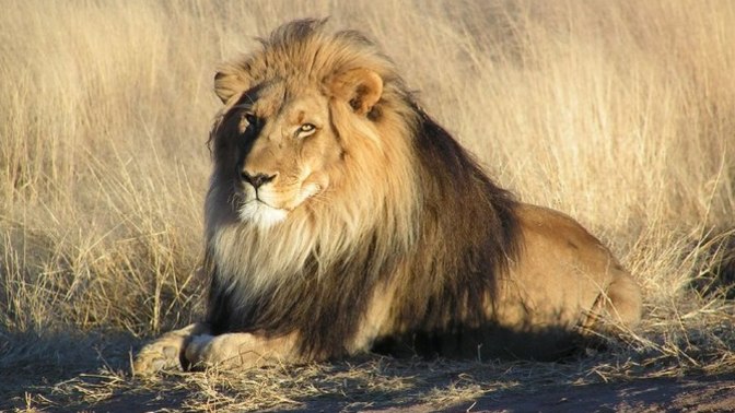 What would you do if your neighbour bought a pet lion?