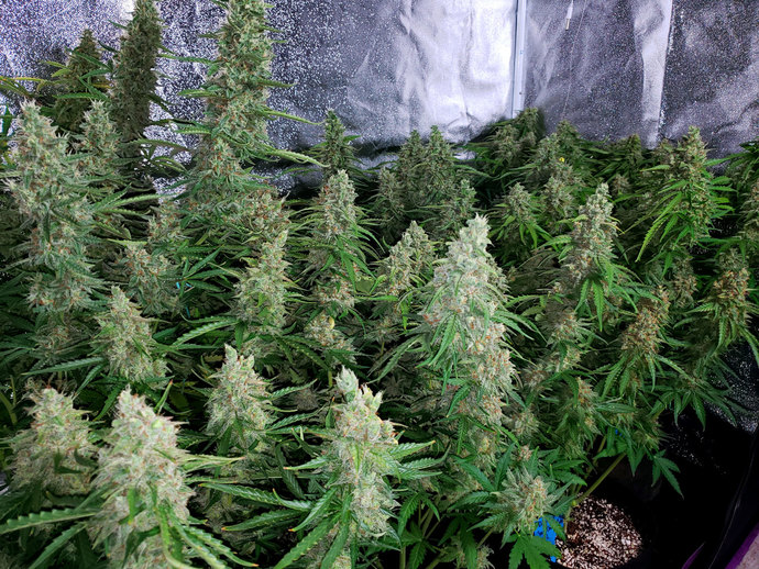 Have you grown weed before?
