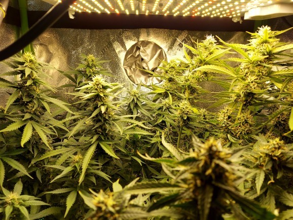Have you grown weed before?