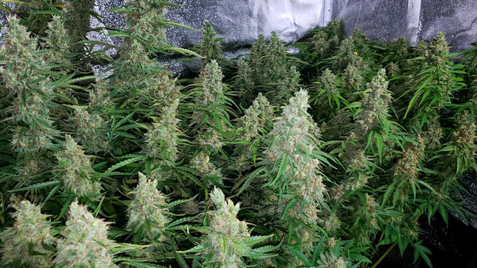 Have you grown weed before?