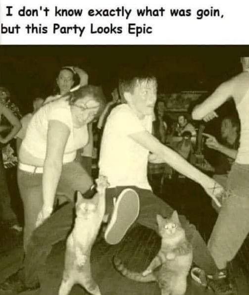 Do you go to many parties?