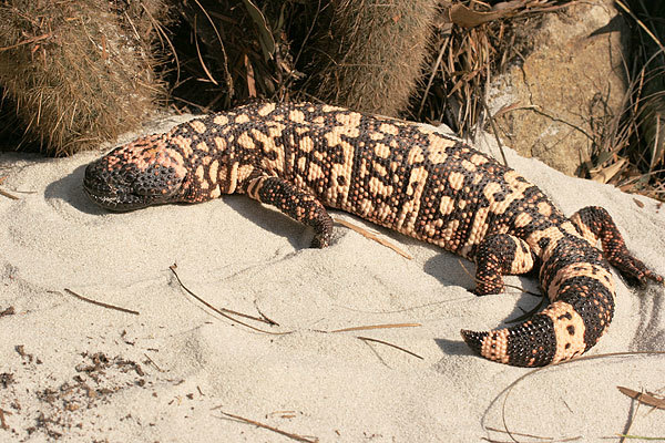 How bad is getting bitten by a Gila monster?