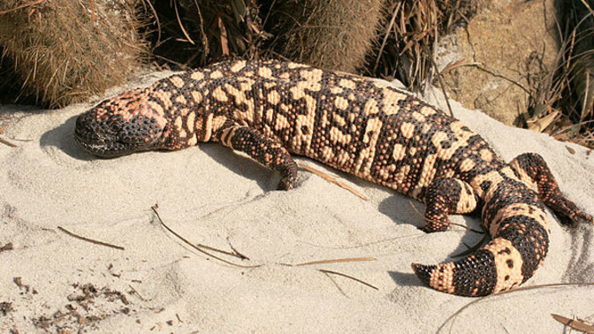 How bad is getting bitten by a Gila monster?