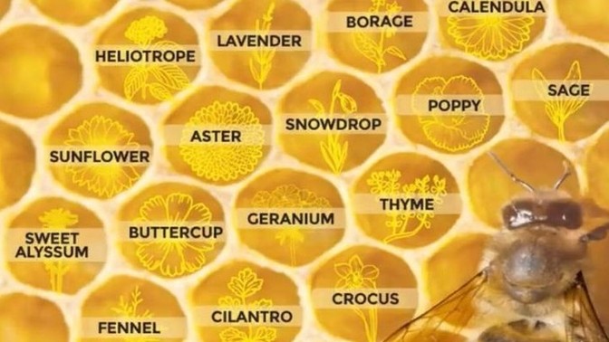 Do you care about the bees?