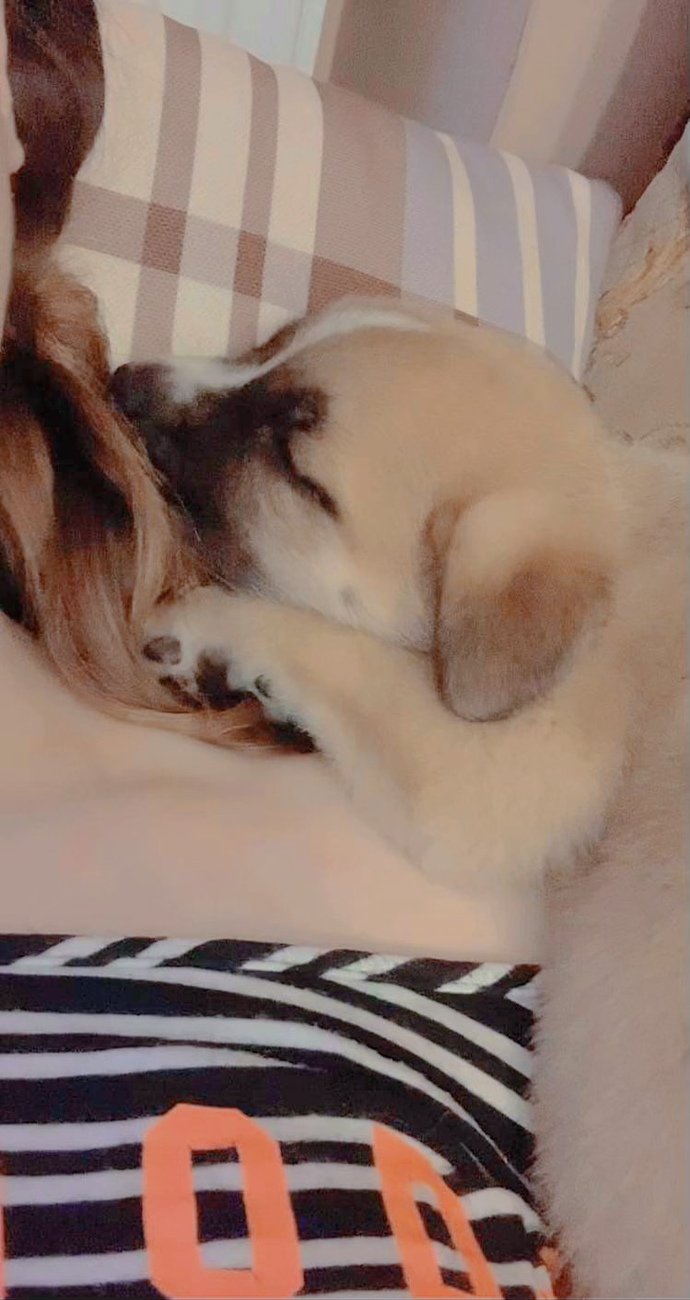 How to control my pup’s temper?