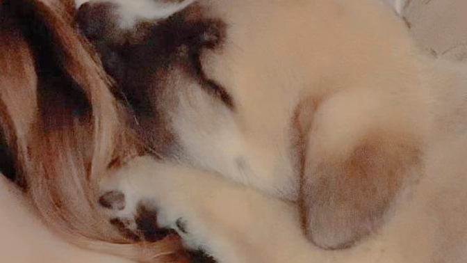 How to control my pup’s temper?