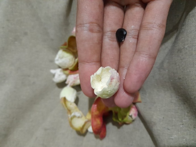 Have you ever eaten this fruit? What is it called in English?