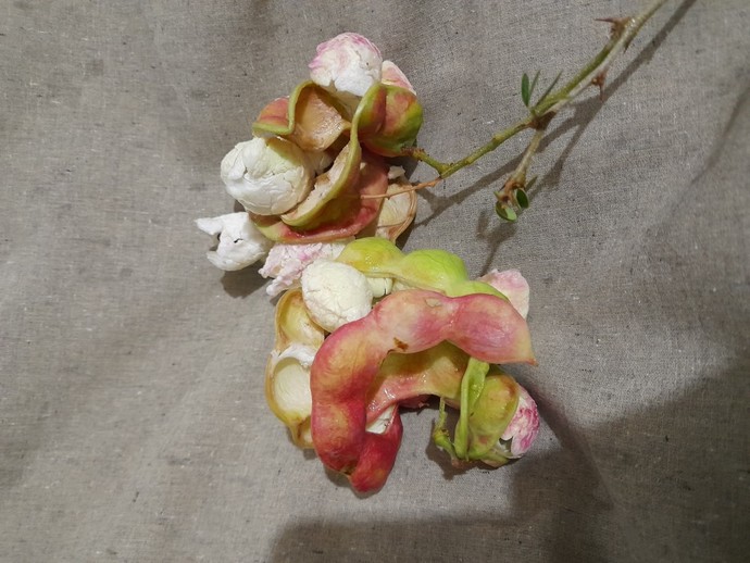 Have you ever eaten this fruit? What is it called in English?