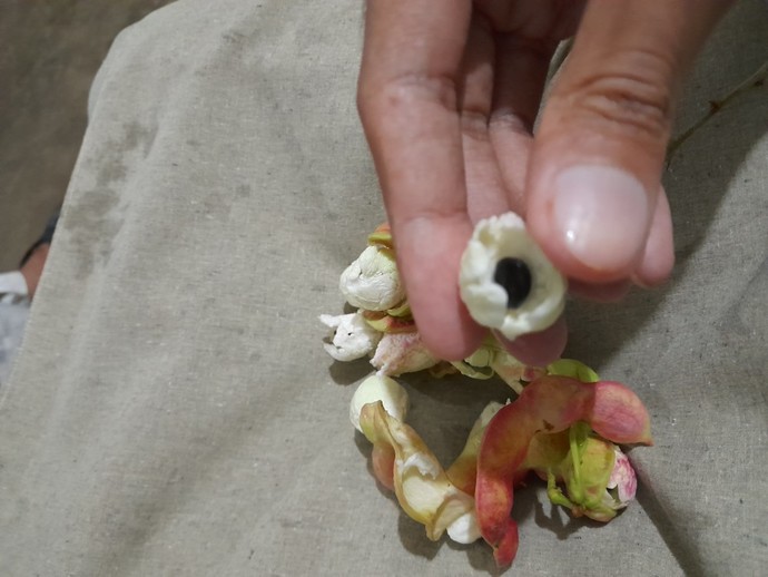 Have you ever eaten this fruit? What is it called in English?