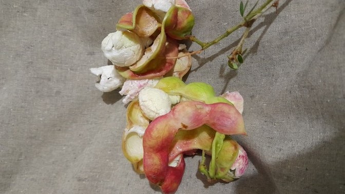 Have you ever eaten this fruit? What is it called in English?