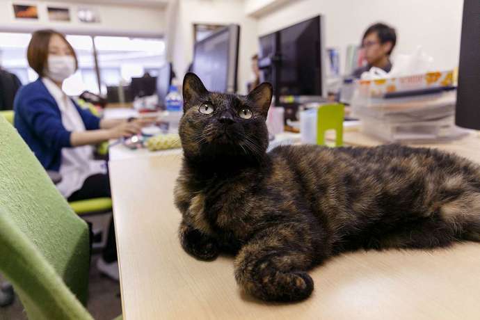 What are you thoughts about office cats?